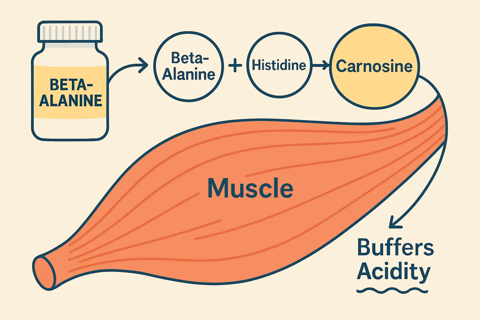 Diagram showing beta-alanine converting to carnosine in muscle tissue