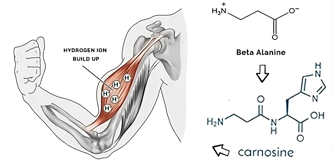 Beta alanine hydrogen ions