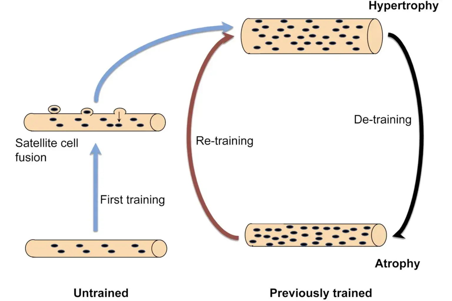 Muscle Memory Cellular Mechanism