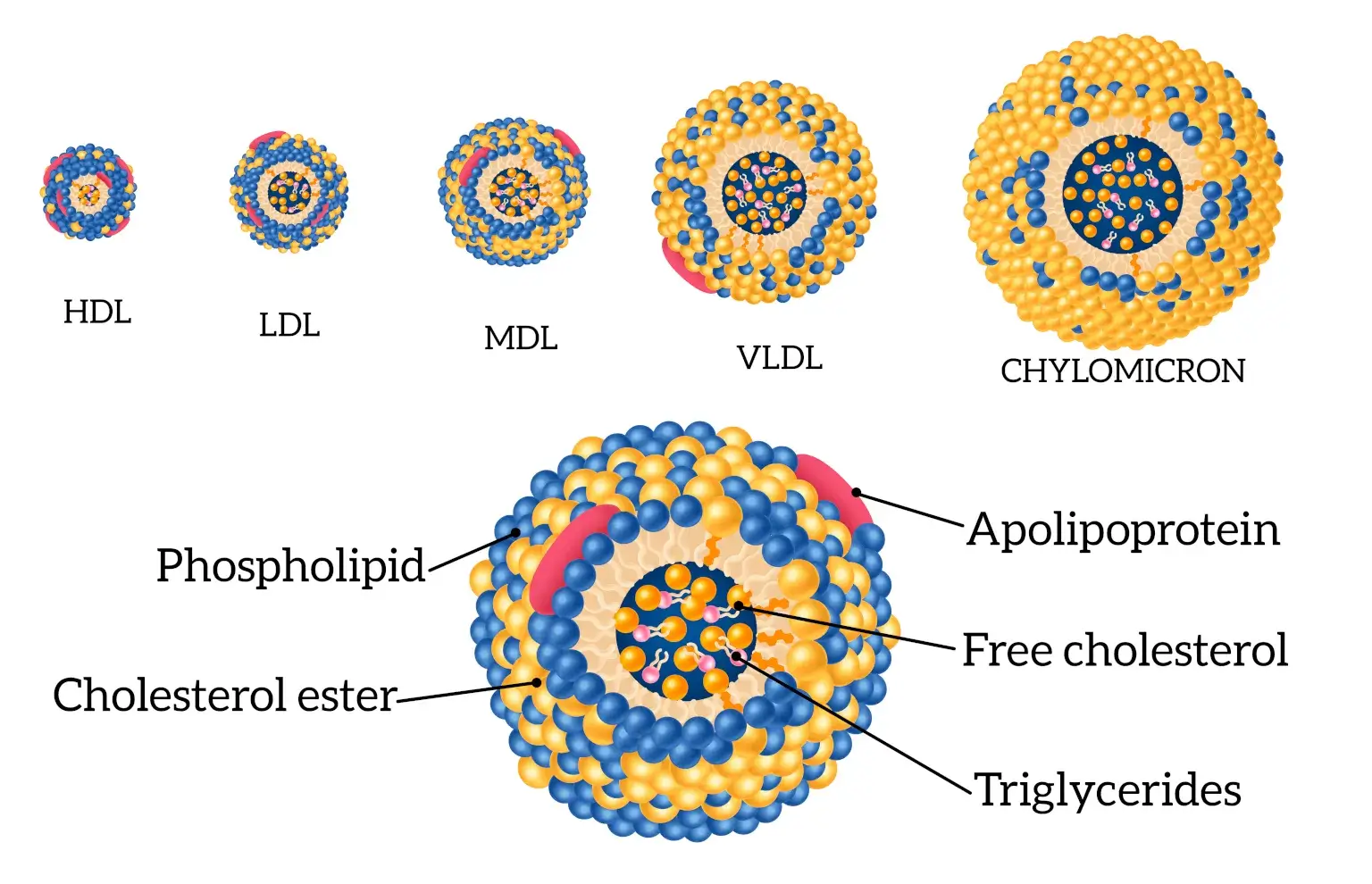 lipoproteins cholesterol infographics