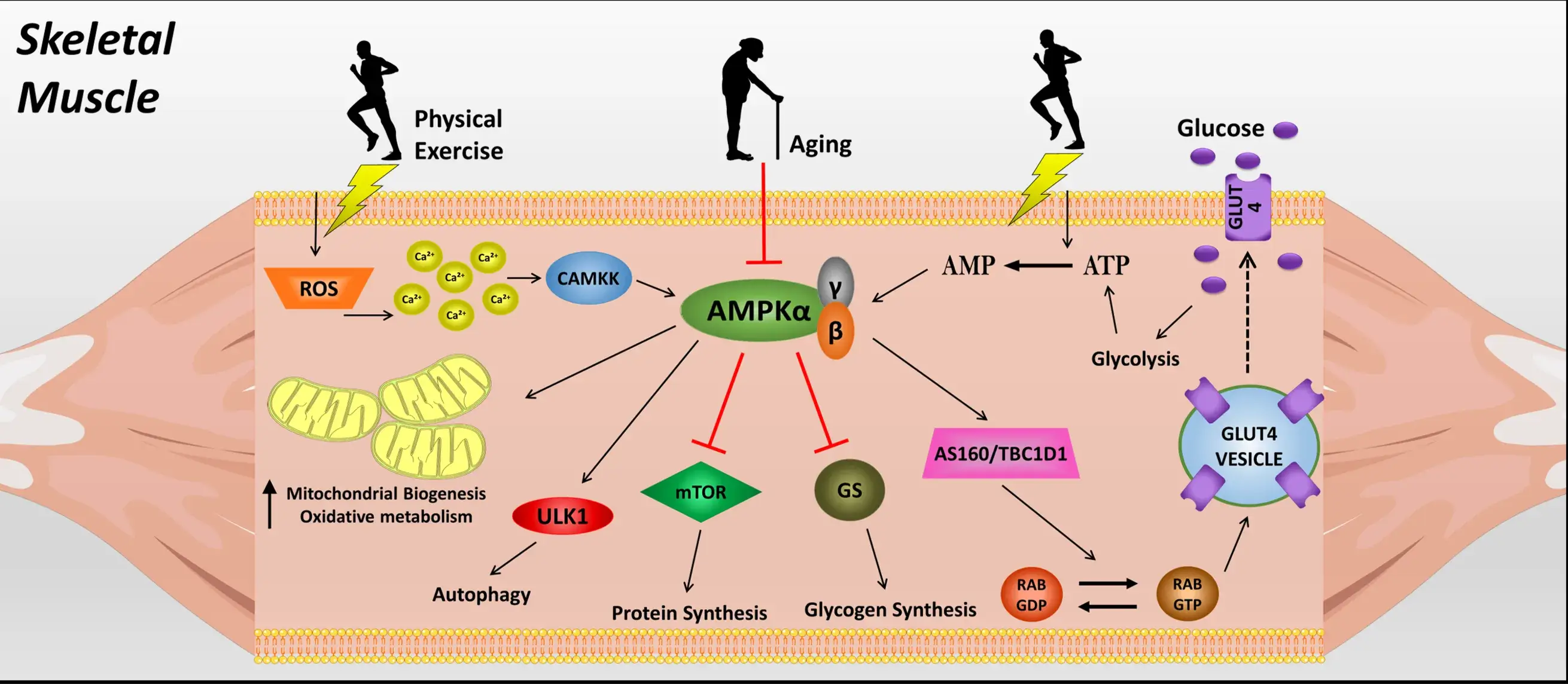 AMPK walking